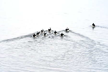 Buffleheads near Fishing Bridge