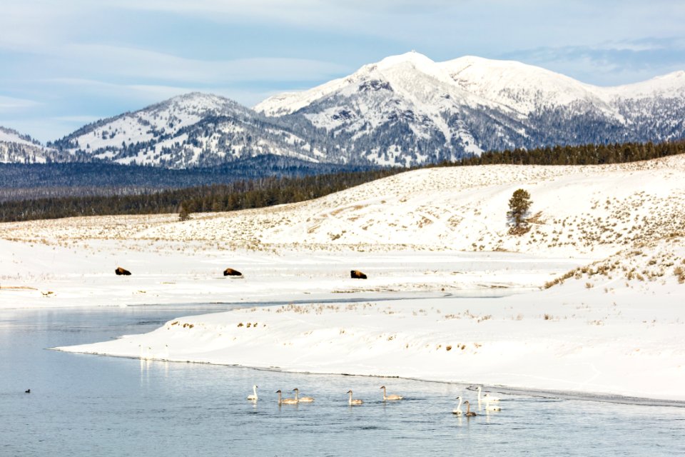 Bison and  trumpeter swans along the Yellowstone River