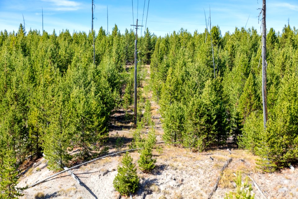 Grant fuels project: before treatment under powerlines