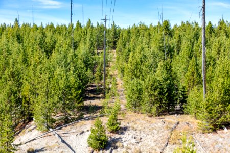 Grant fuels project: before treatment under powerlines