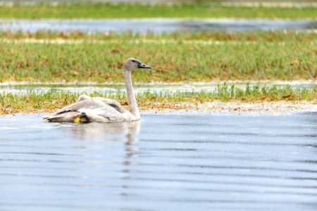 Swan release September 2019 (9): one of the cygnets on the Yellowstone River