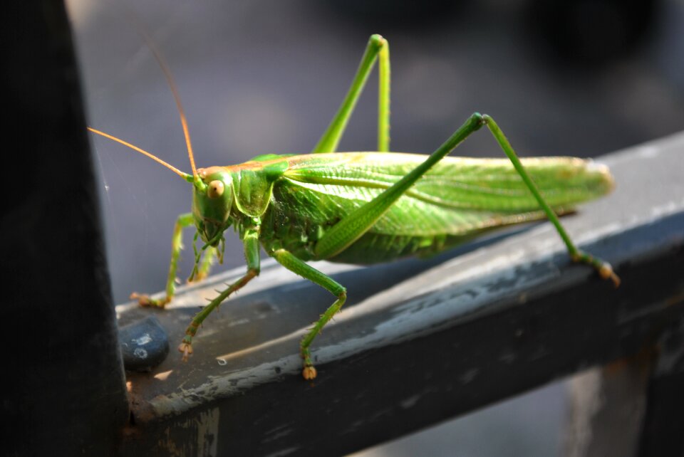 Insect green viridissima