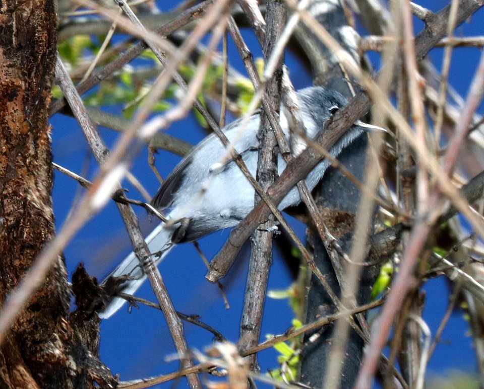 704 - BLACK-CAPPED GNATCATCHER (2-25-2017) patagonia lake, santa cruz co, az -02
