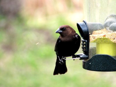 Cowbird  Molothrus