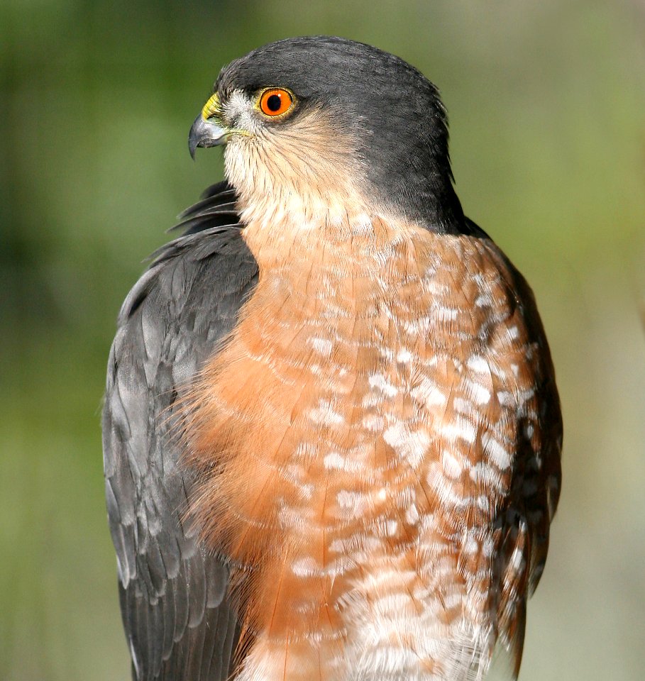 216 - SHARP-SHINNED HAWK (11-30-08) canet rd, slo, ca (3)
