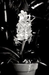 Minature Orchids photo