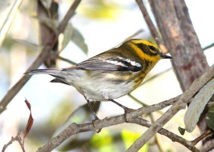 WARBLER, TOWNSEND'S (10-5-09) oceano c g -01
