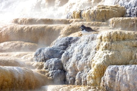 Killdeer stays warm while resting near a hot spring photo