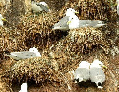 345 - BLACK-LEGGED KITTIWAKE (6-16-2019) northwest glacier tour, kenai fjords nat park, out of seward, ak -05