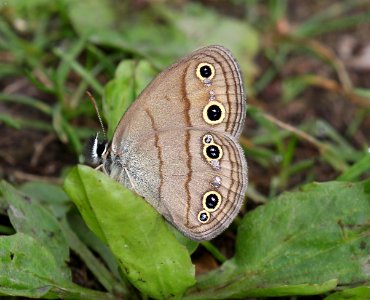 WOOD-SATYR, LITTLE (Megisto cymela) (6-5-2015) chittenden co, vt -01 photo