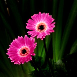 Gerbera Daiseys