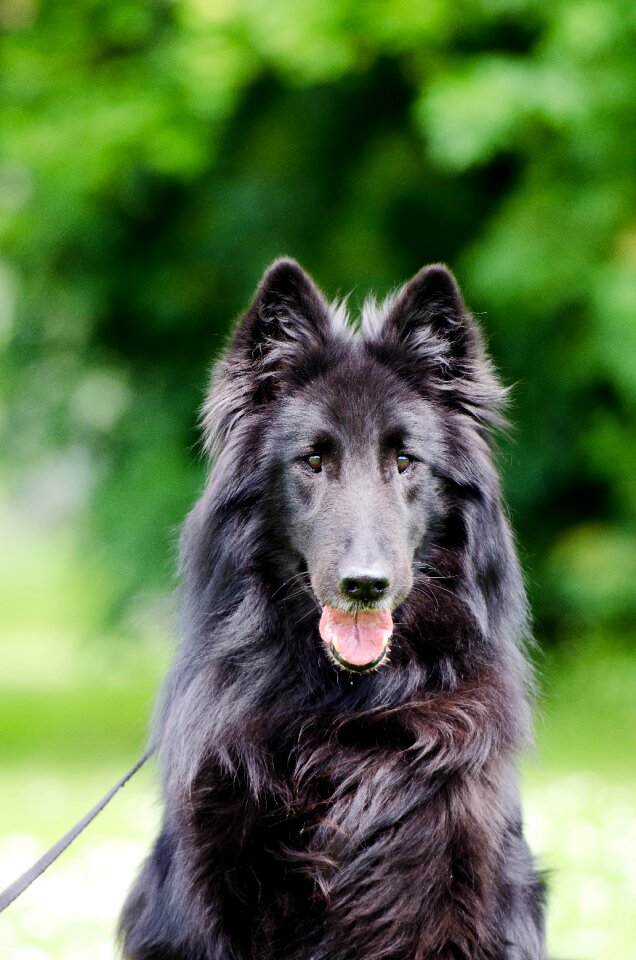Black pet fur
