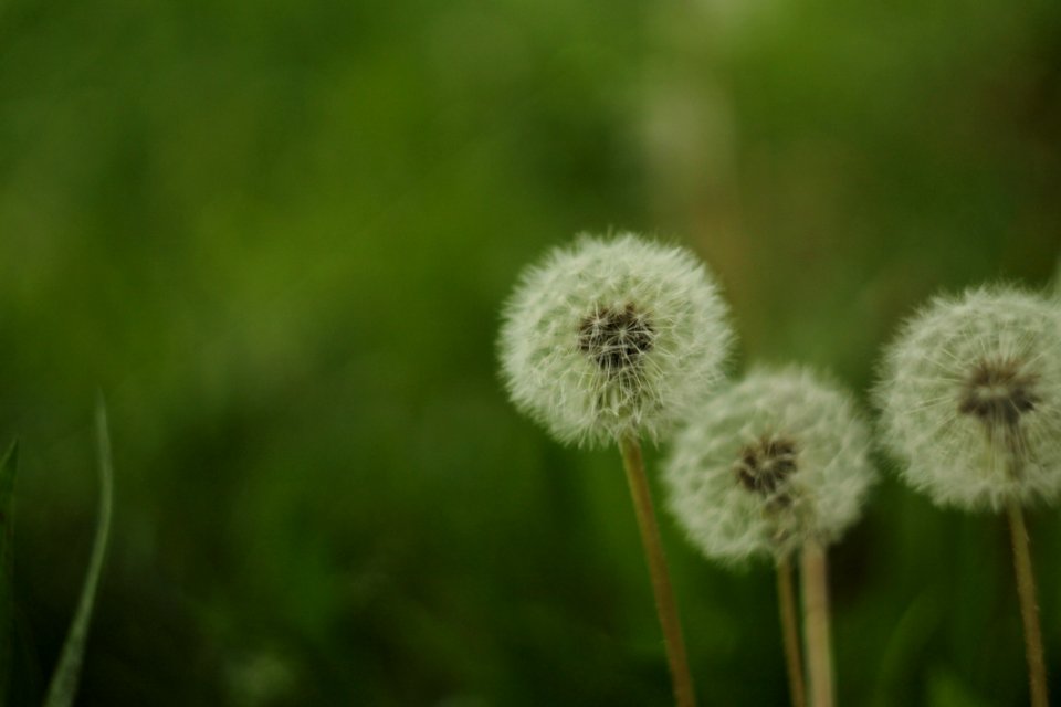 Contemplazione di primavera