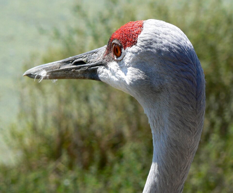 Portrait wildlife bird