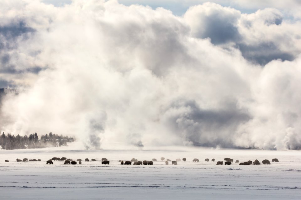 Bison grazing in Lower Geyser Basin