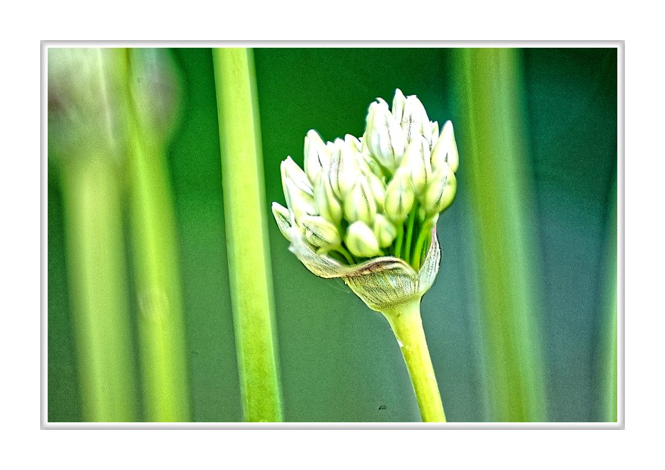Flower, found in a grave yard (St Peters.) Broadstairs