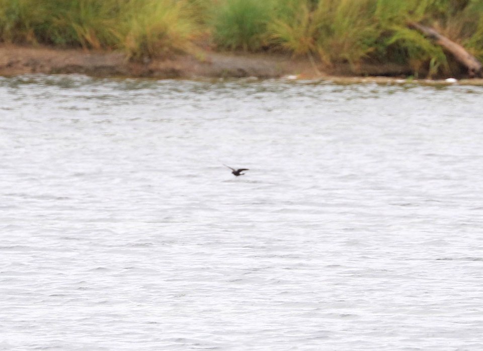 151 - WEDGE-RUMPED STORM-PETREL (9-7-2016) patagonia lake, santa cruz co, az (1)