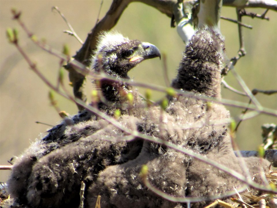 Bald Eagles with Eaglets april 2021