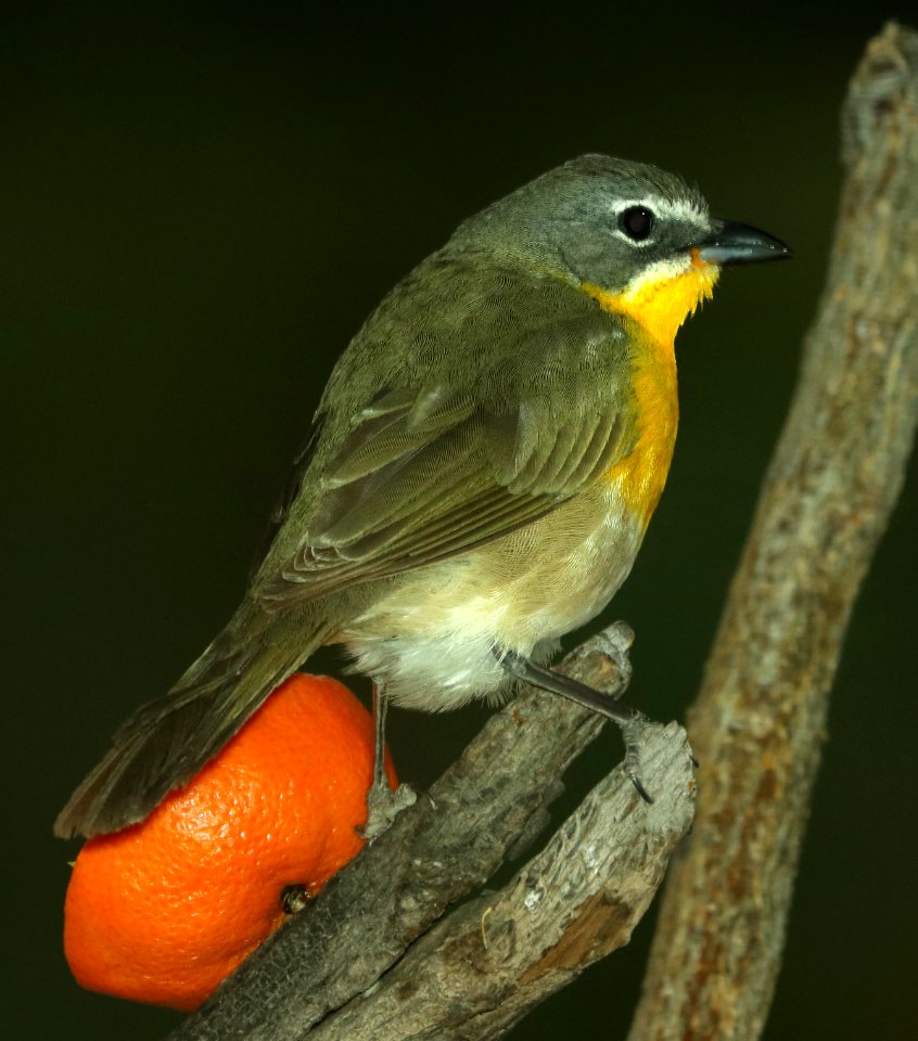 852 - YELLOW-BREASTED CHAT (5-12-2019) hereford, az -01