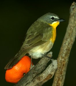 852 - YELLOW-BREASTED CHAT (5-12-2019) hereford, az -01