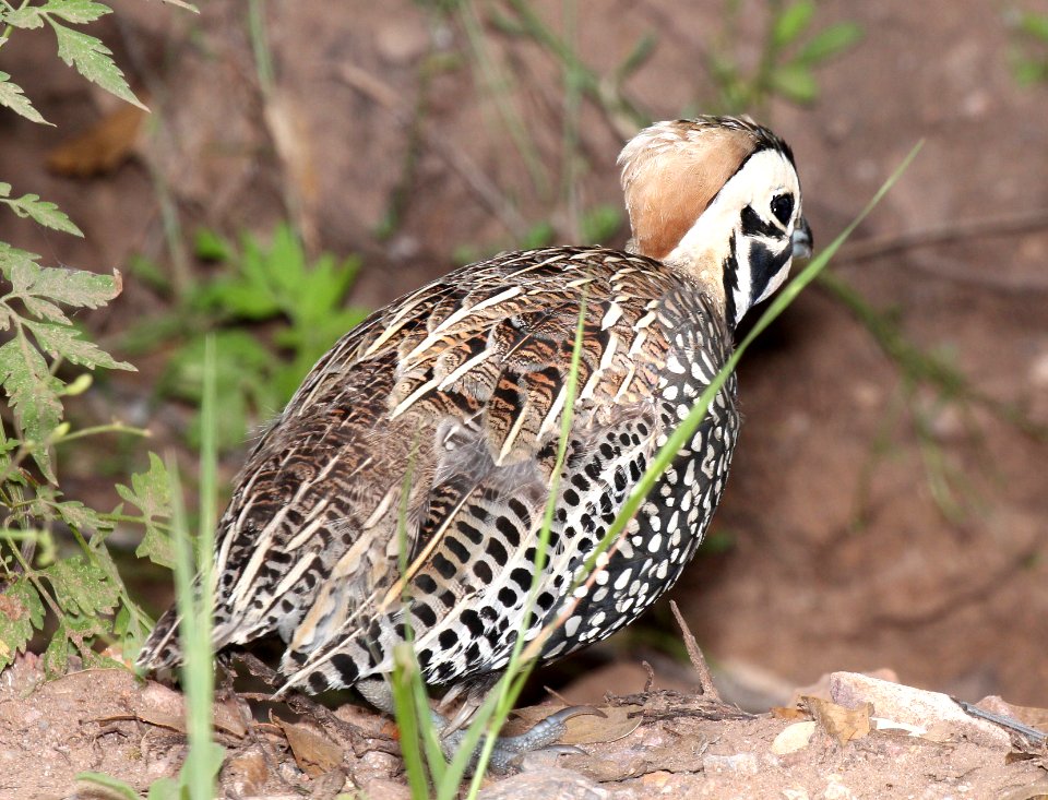 072 - MONTEZUMA QUAIL (8-22-2015) harshaw rd, santa cruz co, az -14