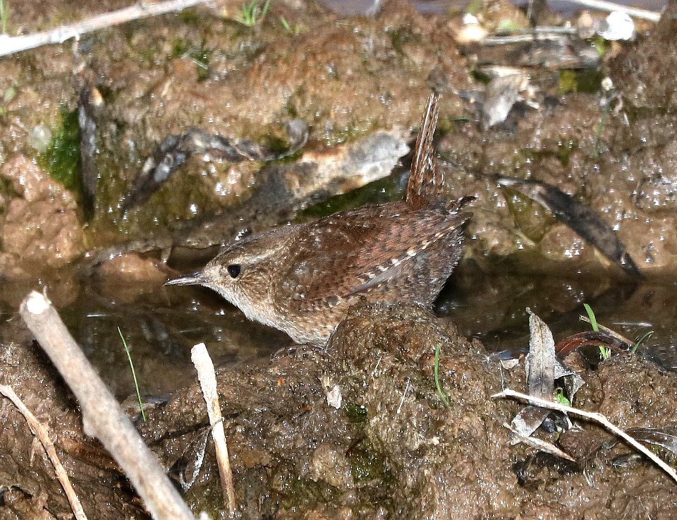 694 - WINTER WREN (2-11-2017) patagonia lake, santa cruz co, az -04
