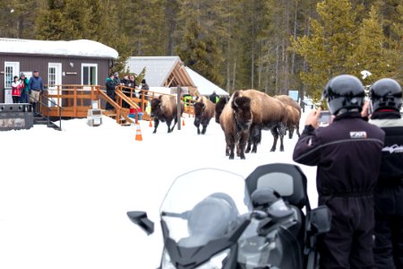 Bison group walks through Madison Warming Hut parking area