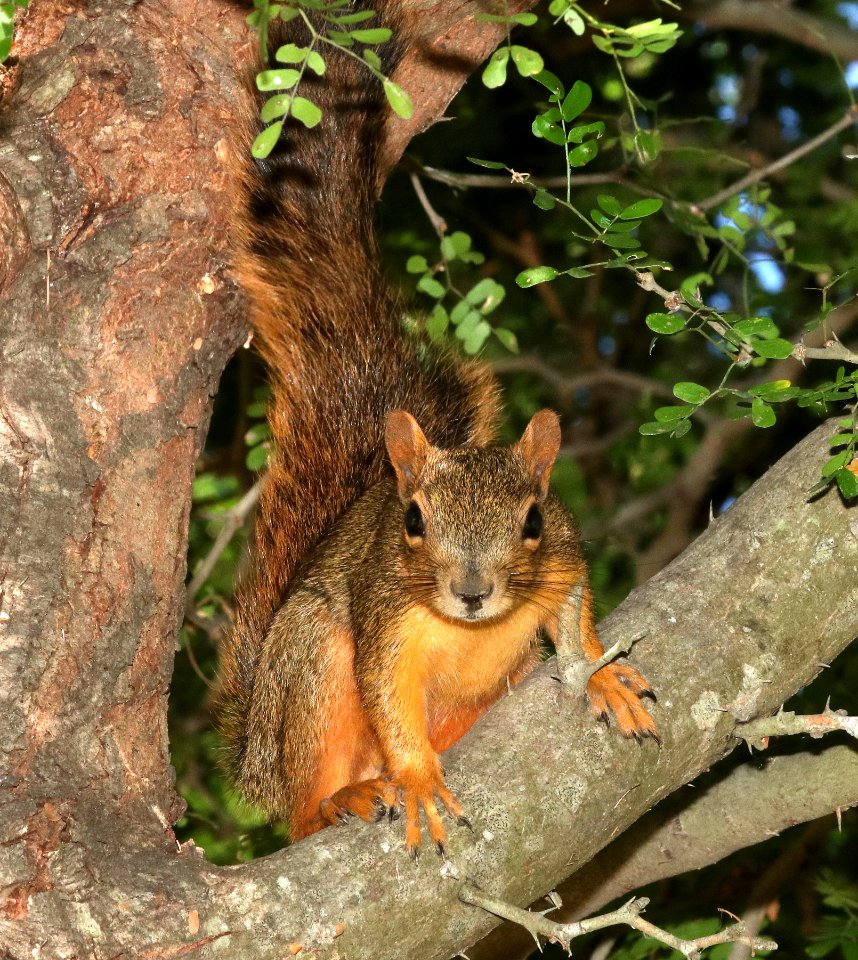 SQUIRREL, EASTERN FOX (Sciurus niger) (10-30-2020) bentsen state park, mission, hidalgo co, tx -01