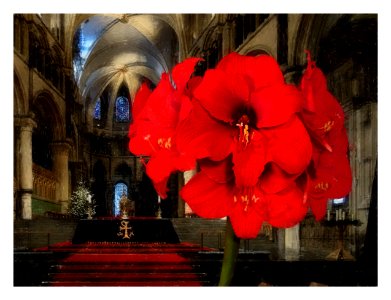 Advent Amaryllis photo