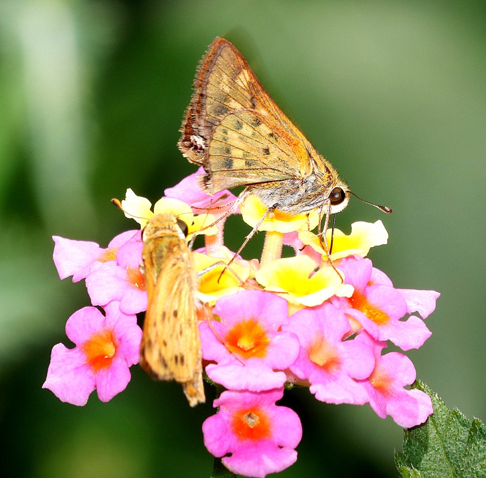 SKIPPER, FIERY (Hylephila phyleus) (6-10-2017) cape fear botanical garden, cumberland co, nc -01b