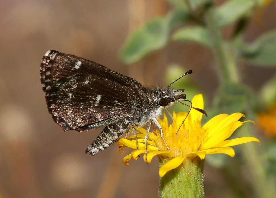 SOOTYWING, SALTBUSH (Hesperopsis alpheus) (7-14-2020) mckinley co, nm -01