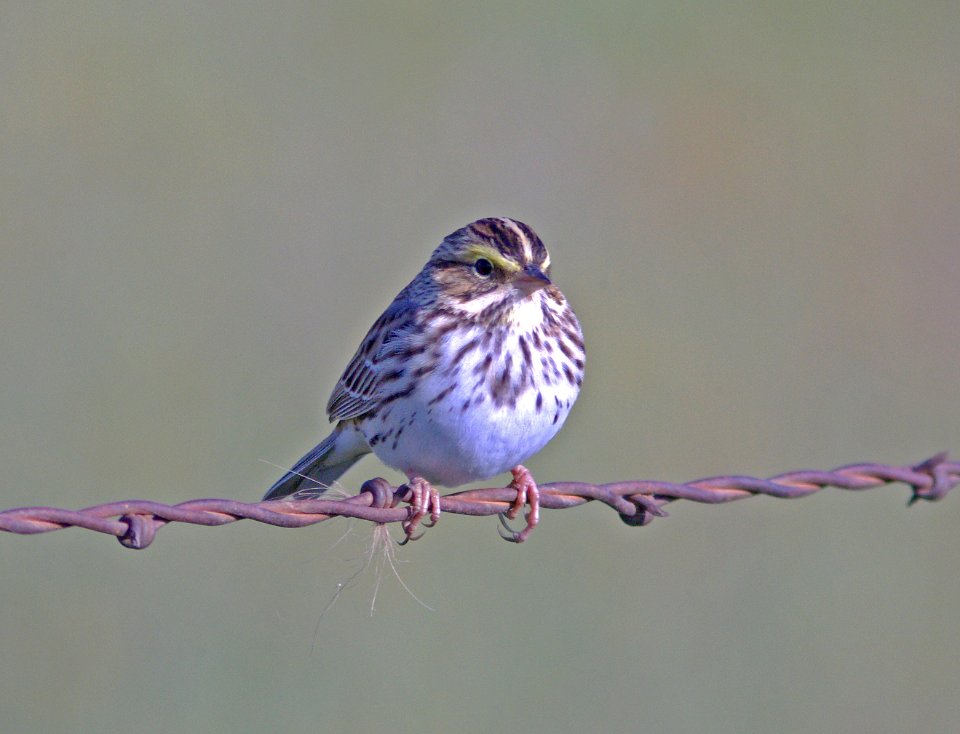 SPARROW, SAVANNAH (4-20-08) carrizo -07