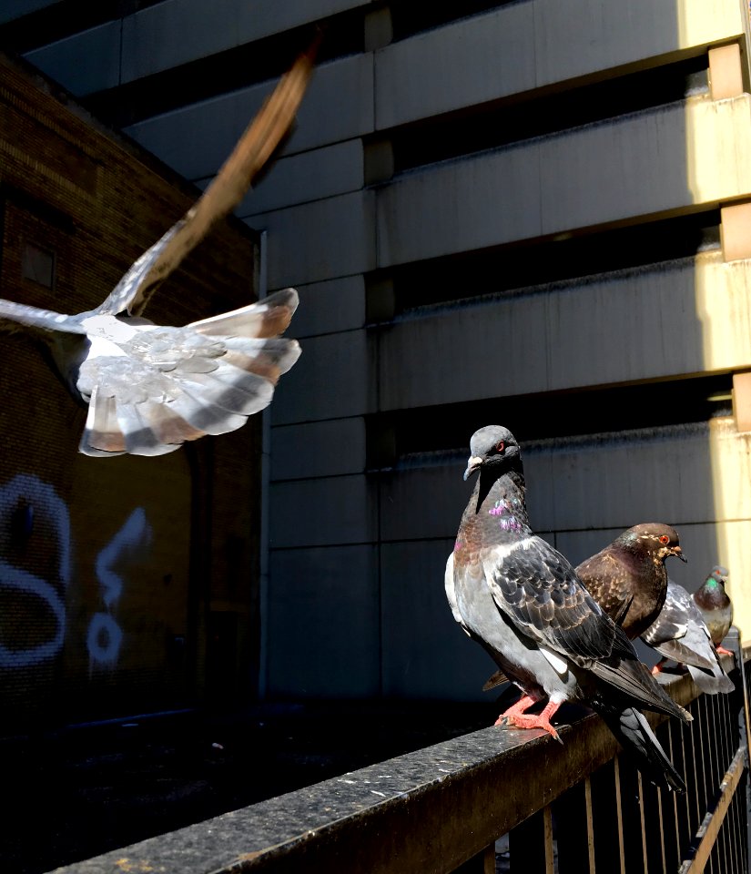 Pigeons in Chicago
