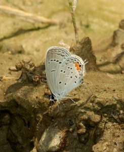 TAILED BLUE, EASTERN (Everes comyntas) (5-28-2018) forest s-e of boonville, scott co, ar -02 (3)