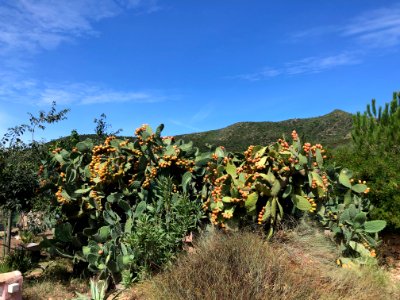 Tartarughe - Sardinia