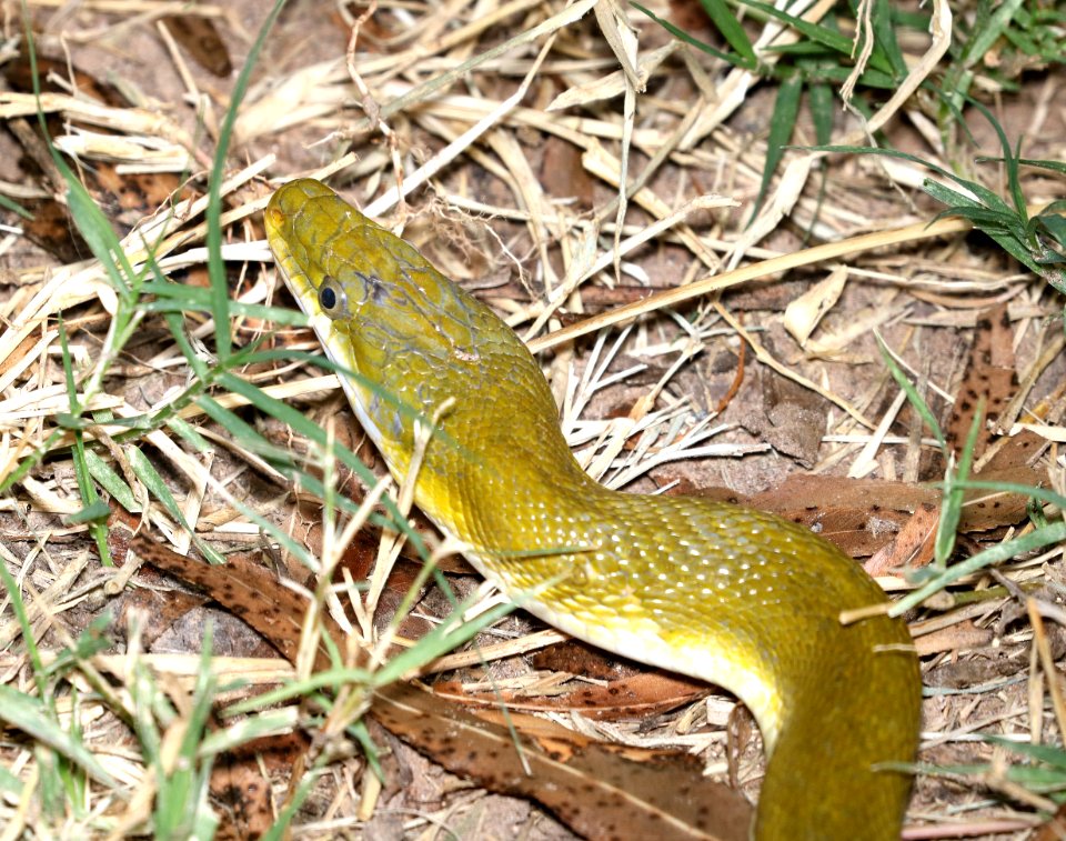 SNAKE, GREEN RAT (Senticolis triaspis) (11-1-2017) patagonia lake state park, santa cruz co, az -02