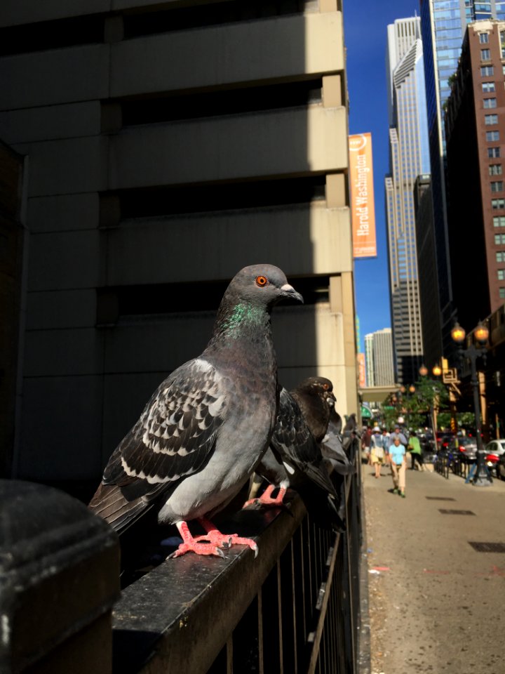 Chicago pigeon perched on fence