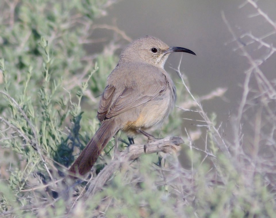 770 - LECONTE'S THRASHER (3-31-09) carrizo plain nat monument, slo co, ca (3)