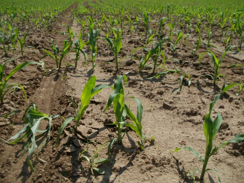 Agriculture farming crop