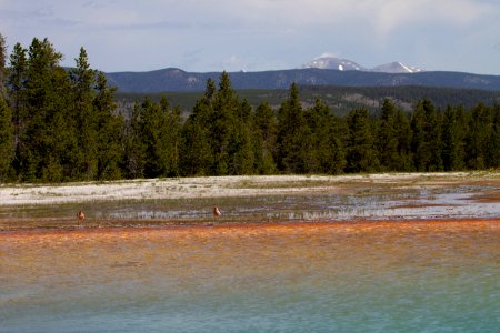 Turquoise Pool and American Avocets
