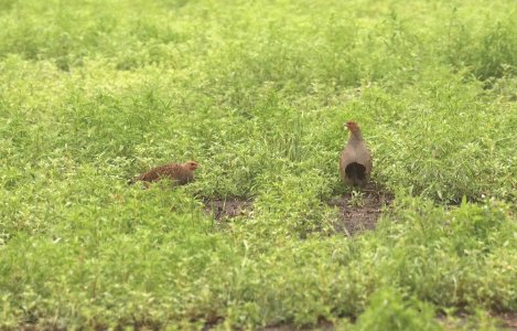 075 - GRAY PARTRIDGE (6-9-2018) grand forks co, nd -09