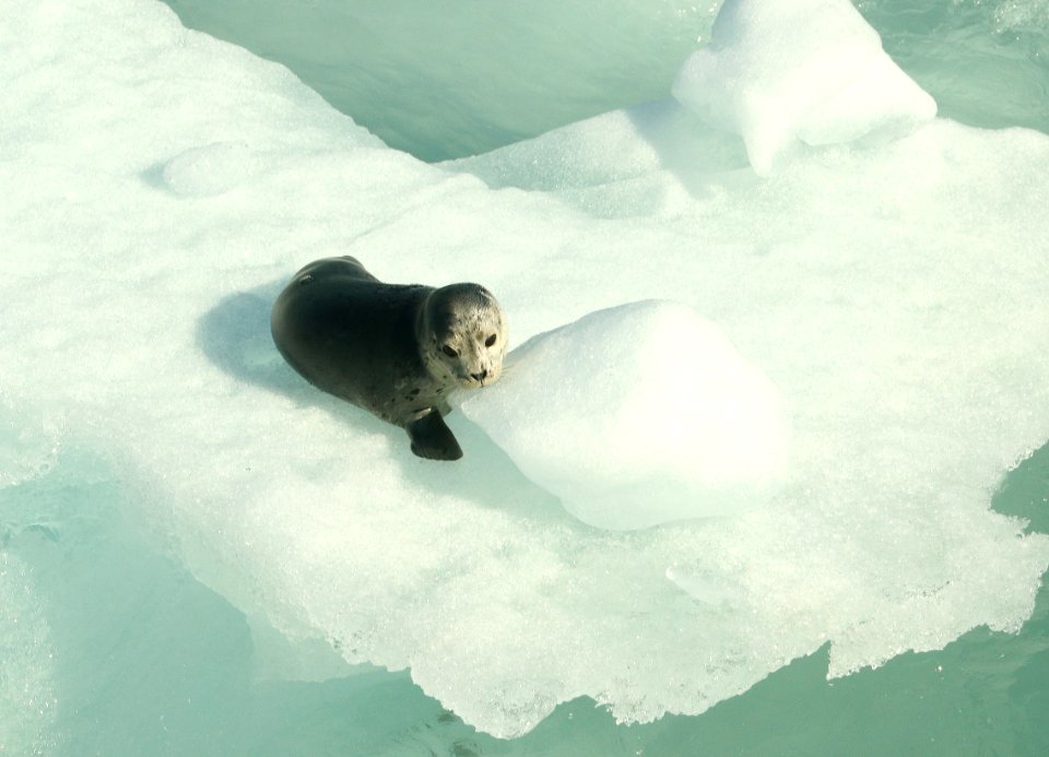 SEAL, HARBOR (Phoca vitulina) (6-21-2019) glacier bay national park, ak -01