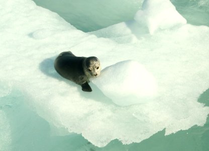 SEAL, HARBOR (Phoca vitulina) (6-21-2019) glacier bay national park, ak -01