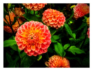 Alaska Summer Blooms