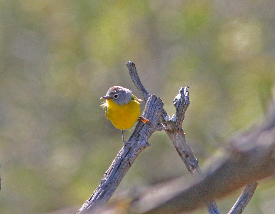 WARBLER, NASHVILLE (4-21-08) carrizo, caliente -07