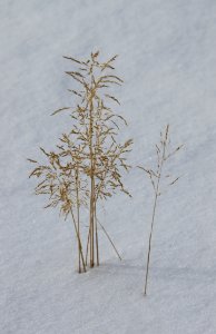 Grasses in winter photo