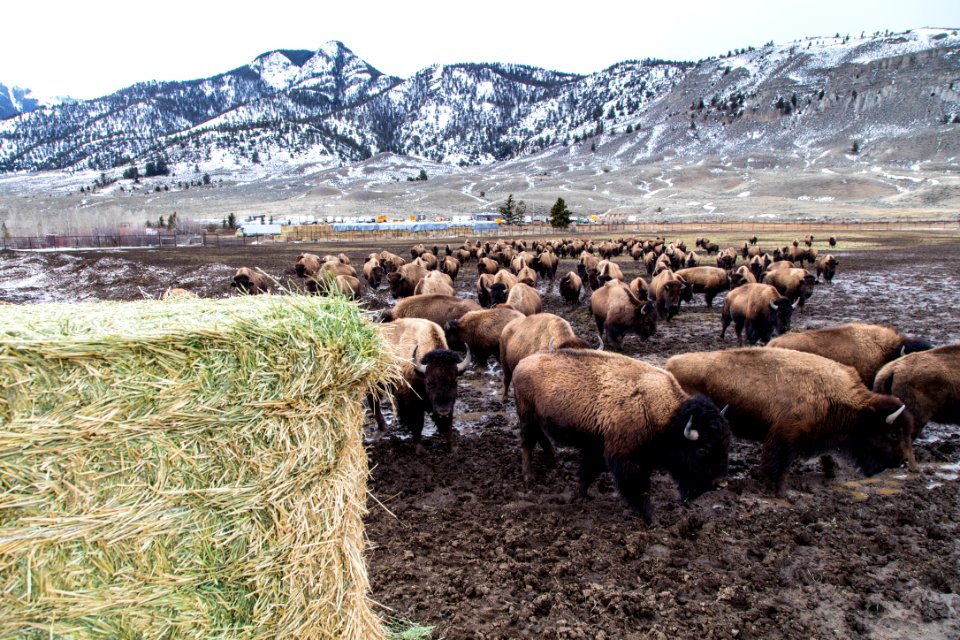 Stephens Creek daily feeding