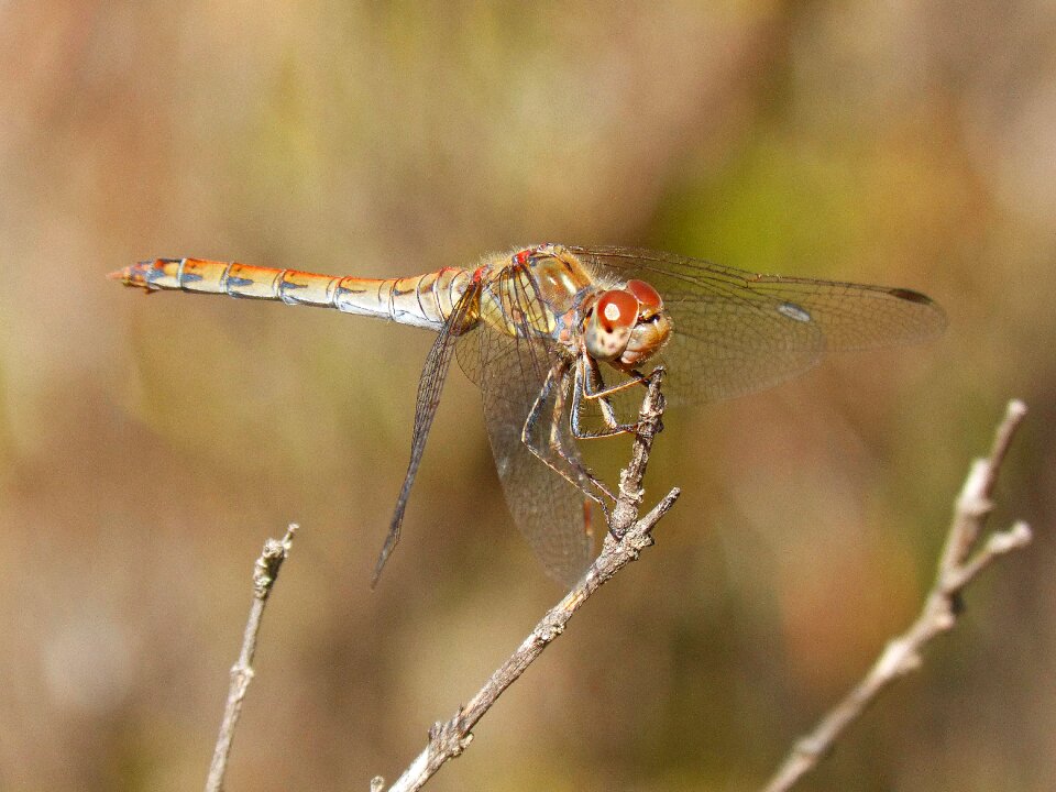 Insect libelulido libellulidae