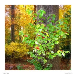 Forest Scene in Fall