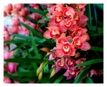 Veil of Orchids